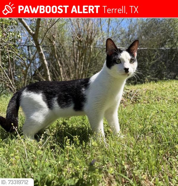 Lost Male Cat last seen Ben Gill Park, Terrell, TX 75160