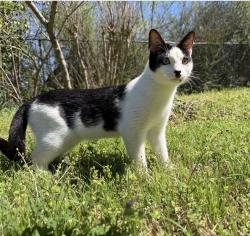 Lost Male Cat last seen Ben Gill Park, Terrell, TX 75160