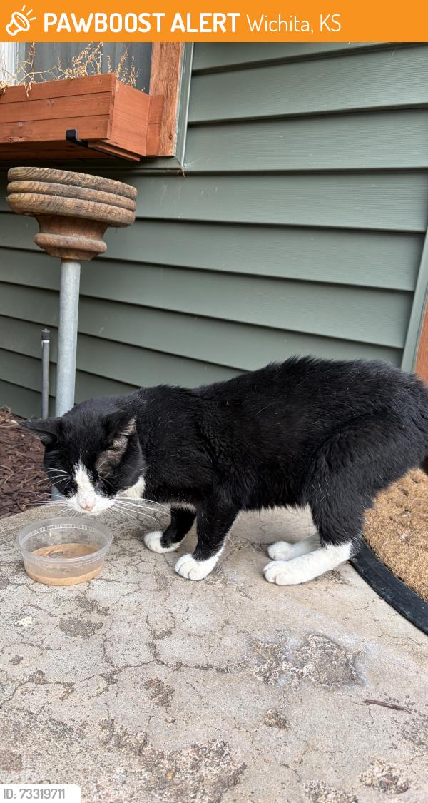 Found/Stray Male Cat last seen Meridian and Saint Louis St., Wichita, KS 67203