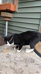 Found/Stray Male Cat last seen Meridian and Saint Louis St., Wichita, KS 67203