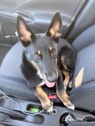 Found/Stray Female Dog last seen Highway 10, Hurst, TX 76053