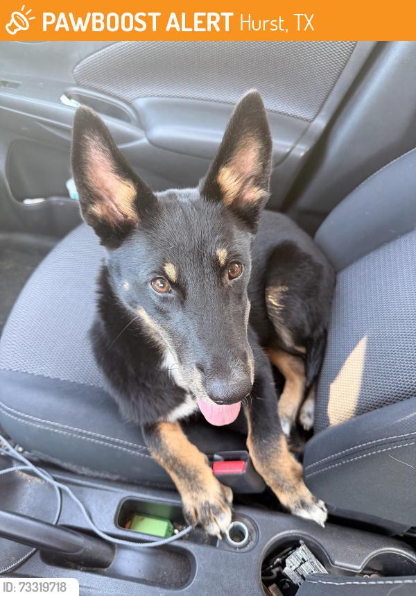 Found/Stray Female Dog last seen Highway 10, Hurst, TX 76053