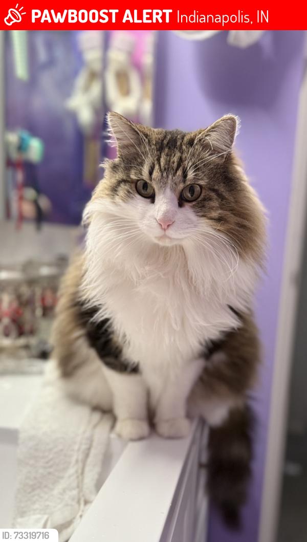 Lost Male Cat last seen Neighborhood, Indianapolis, IN 46229