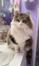 Lost Male Cat last seen Neighborhood, Indianapolis, IN 46229