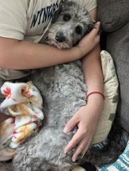 Reunited Female Dog last seen Near Holden Court, Suffolk, VA 23434