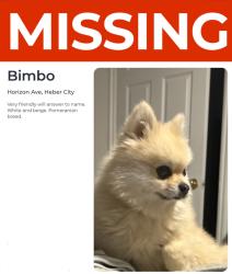 Lost Male Dog last seen Horizon ave Heber city Utah 84032, Heber City, UT 84032