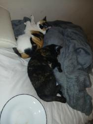 Lost Female Cat last seen Near N 7th Street Newark, NJ 07107, Newark, NJ 07107