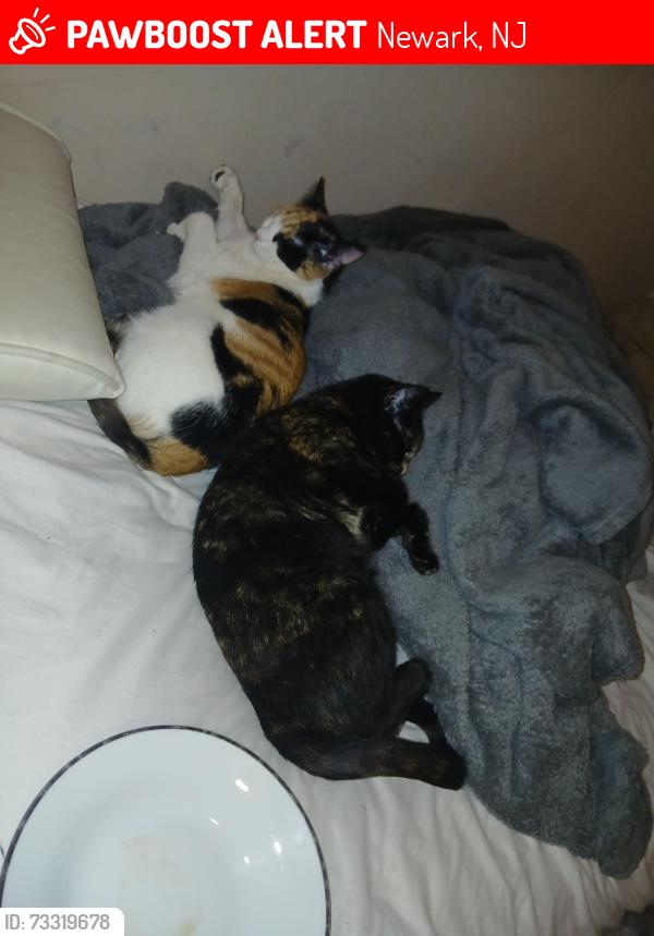 Lost Female Cat last seen Near N 7th Street Newark, NJ 07107, Newark, NJ 07107