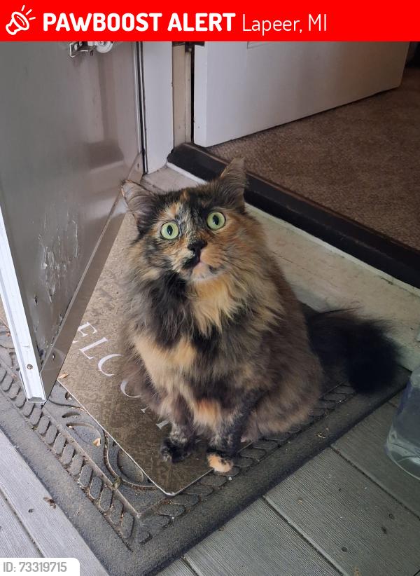 Lost Female Cat last seen Pine St and Horton, Lapeer, MI 48446