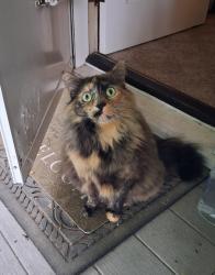 Lost Female Cat last seen Pine St and Horton, Lapeer, MI 48446