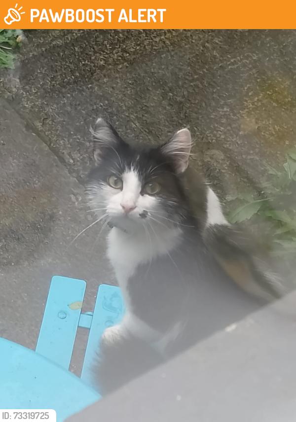 Found/Stray Unknown Cat last seen Stormont, Belfast, Northern Ireland BT5 7RP