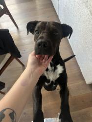 Reunited Female Dog last seen Pala casino resort, Pala, CA 92059