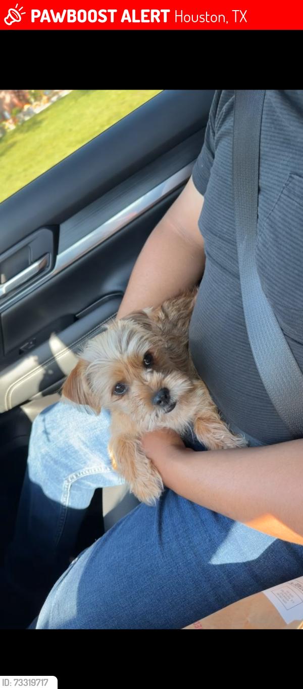 Lost Female Dog last seen Cheswick, Houston, TX 77037