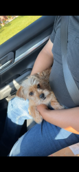 Lost Female Dog last seen Cheswick, Houston, TX 77037