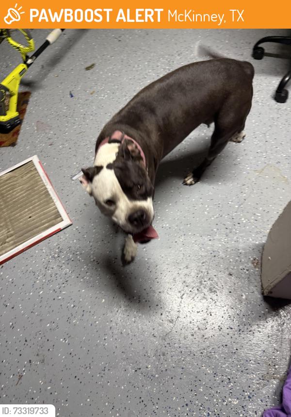 Found/Stray Male Dog last seen Near dogwood trail McKinney tx, McKinney, TX 75072