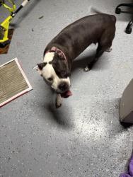 Found/Stray Male Dog last seen Near dogwood trail McKinney tx, McKinney, TX 75072