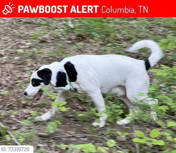 Lost Male Dog last seen Higher Pursuit Kayaking and canoe rental on Cheeks Bend Rd - Sowell Mill Puke, Columbia, TN 38401
