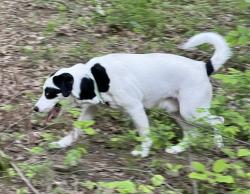 Lost Male Dog last seen Higher Pursuit Kayaking and canoe rental on Cheeks Bend Rd - Sowell Mill Puke, Columbia, TN 38401
