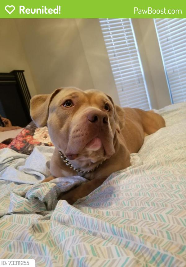 Reunited Male Dog last seen Near granada ln Lewisville tx 75067, Lewisville, TX 75067