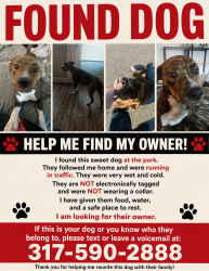 Reunited Female Dog last seen Mars hill, Indianapolis, IN 46241
