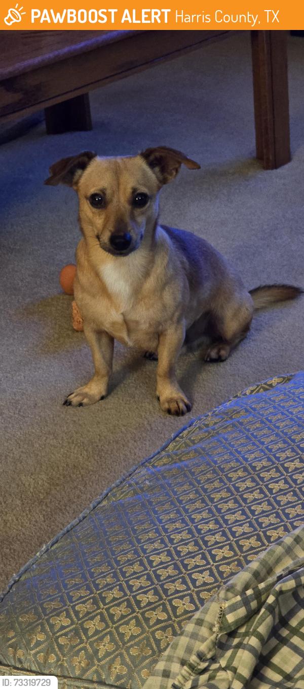 Found/Stray Male Dog last seen Kirkville and Sagetrail, Harris County, TX 77089