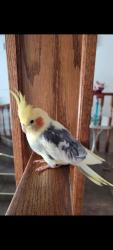 Lost Male Bird last seen End and top of sierra vista, La Habra, CA 90631