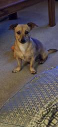 Found/Stray Male Dog last seen Kirkville and Sagetrail, Harris County, TX 77089