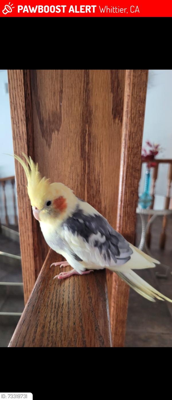Lost Male Bird last seen End and top of sierra vista, La Habra, CA 90631