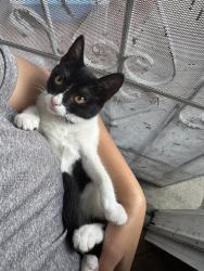 Lost Female Cat last seen Near shearer avenue, Carson, CA 90745