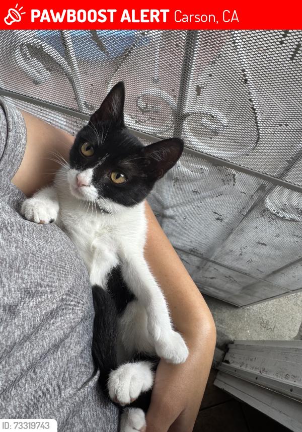 Lost Female Cat last seen Near shearer avenue, Carson, CA 90745