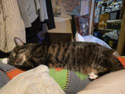 Reunited Female Cat last seen NW 2nd and Maryland St, Amarillo, TX 79106