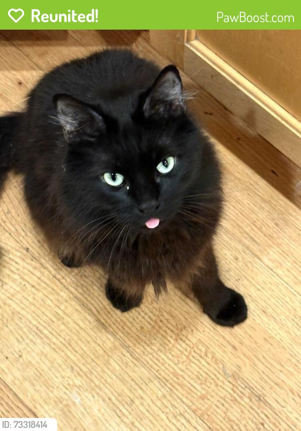 Reunited Male Cat last seen Southwaite Ct and Moraga Wy, Orinda, CA 94563