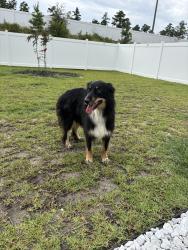 Found/Stray Female Dog last seen Farm at Morgan Lakes, Pooler, GA 31407