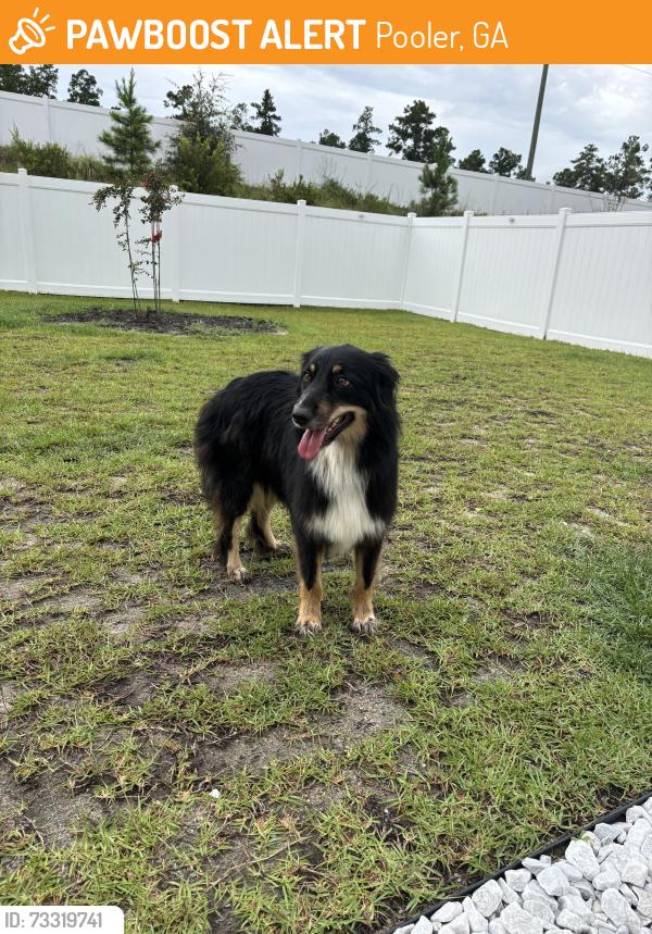 Found/Stray Female Dog last seen Farm at Morgan Lakes, Pooler, GA 31407