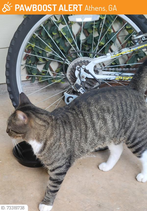 Found/Stray Male Cat last seen Near Camelot Dr Athens Ga 30606, Athens, GA 30606
