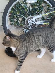 Found/Stray Male Cat last seen Near Camelot Dr Athens Ga 30606, Athens, GA 30606