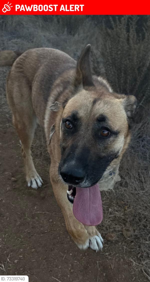 Lost Female Dog last seen Naples Access Rd, Goleta, CA 93117, Santa Barbara County, CA 93117