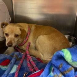 Shelter Stray Unknown Dog last seen , 6621 Westminster Ave, Garden Grove, CA 92844, USA