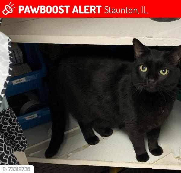 Lost Male Cat last seen W. Mill St, Staunton, IL 62088