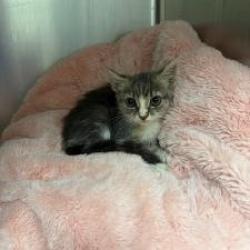 Shelter Stray Unknown Cat last seen , 3100 Deats Rd, Dickinson, TX 77539, USA