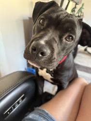 Lost Female Dog last seen Fifth Avenue and Joseph Avenue, Bay Shore, NY 11706