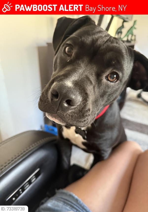 Lost Female Dog last seen Fifth Avenue and Joseph Avenue, Bay Shore, NY 11706