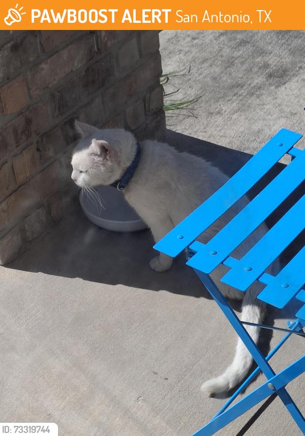 Found/Stray Male Cat last seen Lakeview Drive, San Antonio, TX 78244