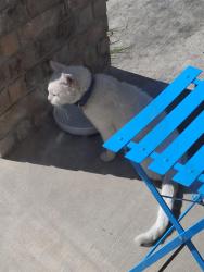 Found/Stray Male Cat last seen Lakeview Drive, San Antonio, TX 78244