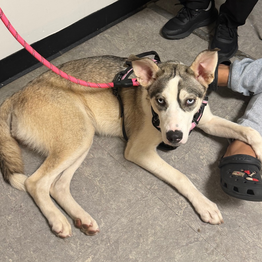 Shelter Stray Female Dog last seen , Animal Care & Control Team of Philly, 111 W Hunting Park Ave, Philadelphia, PA 19140, USA