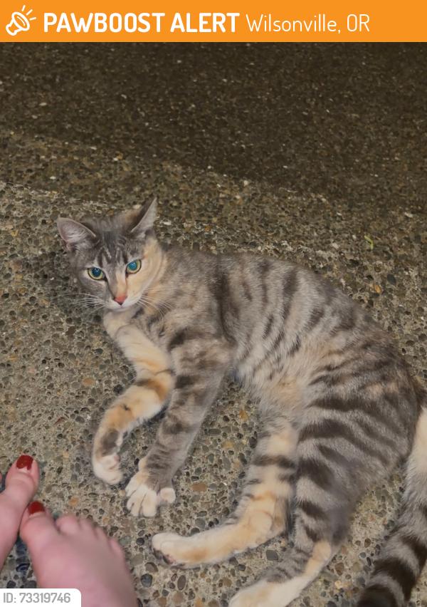 Found/Stray Unknown Cat last seen Charbonneau & Westchester Ct, Wilsonville, OR 97070