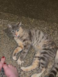 Found/Stray Unknown Cat last seen Charbonneau & Westchester Ct, Wilsonville, OR 97070