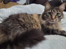 Lost Female Cat last seen Dorsett Shoals Road and Yeager Road, Douglas County, GA 30135