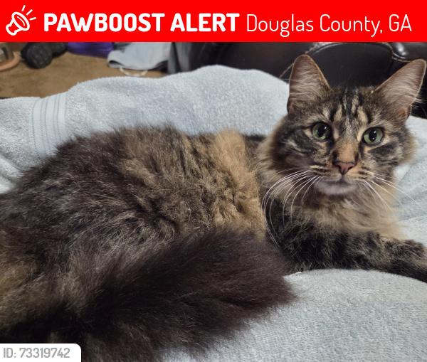 Lost Female Cat last seen Dorsett Shoals Road and Yeager Road, Douglas County, GA 30135