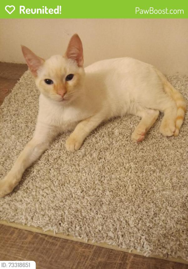 Reunited Male Cat last seen Menards, West Milwaukee, WI 53219